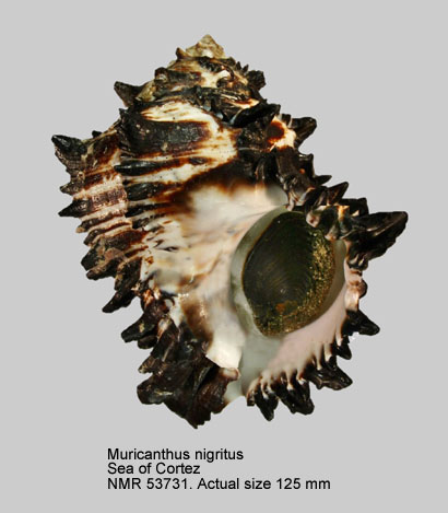 Muricanthus nigritus.jpg - Muricanthus nigritus(G.B.Sowerby,1834)